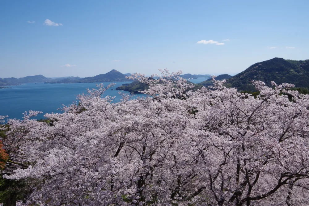 【2026年最新】愛媛屈指の桜絶景！しまなみ海道を一望する「開山公園」